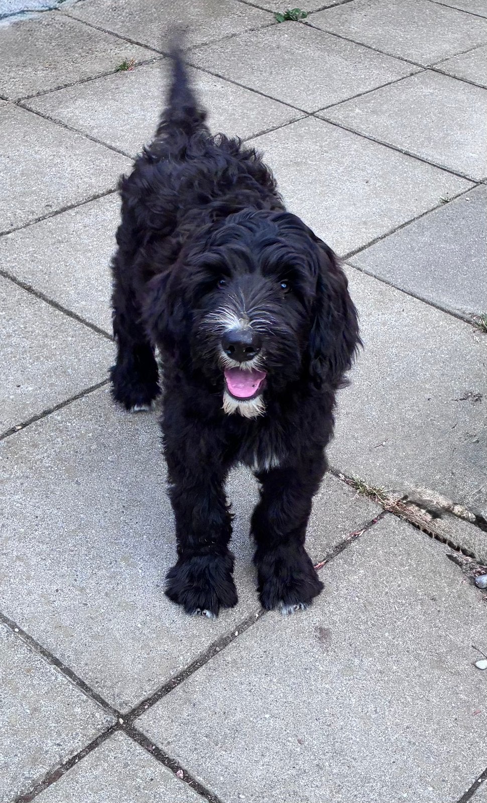 Labradoodle reutje (Standaard maat), Parvo, 8 tot 15 weken, Eén hond, Nederland
