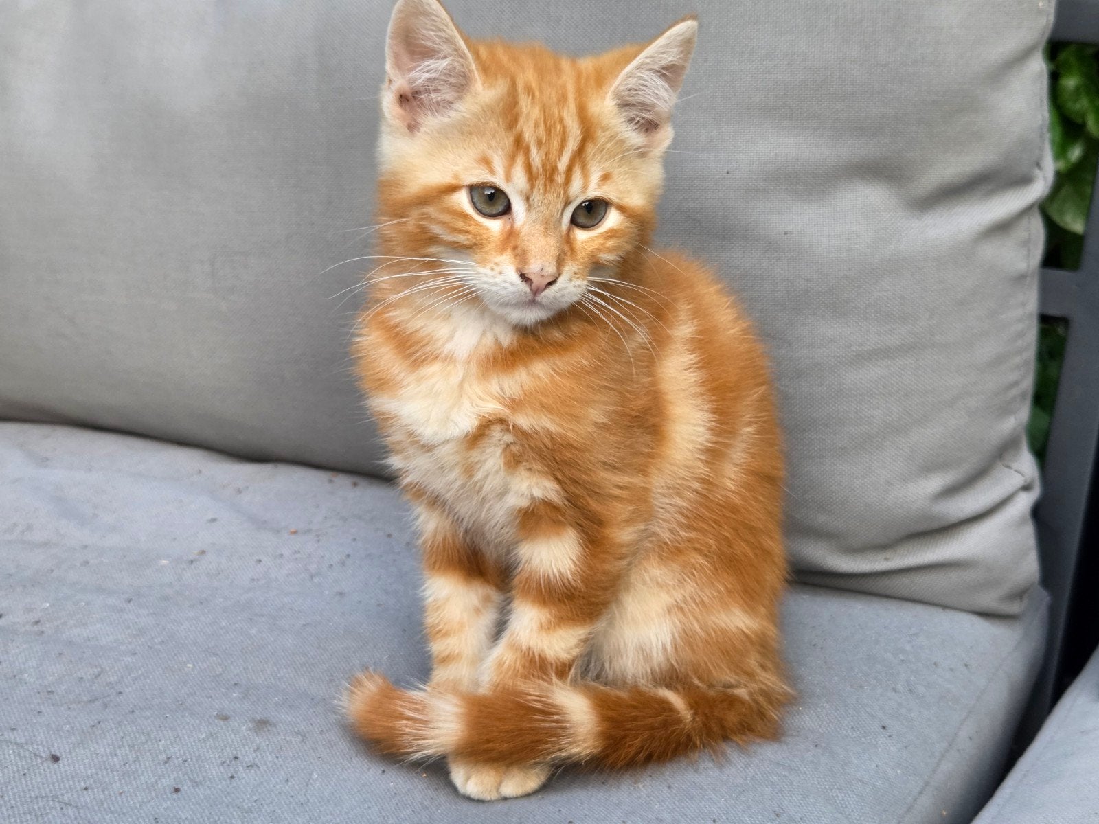 Leuke tamme kittens te koop., Dieren en Toebehoren, Meerdere dieren