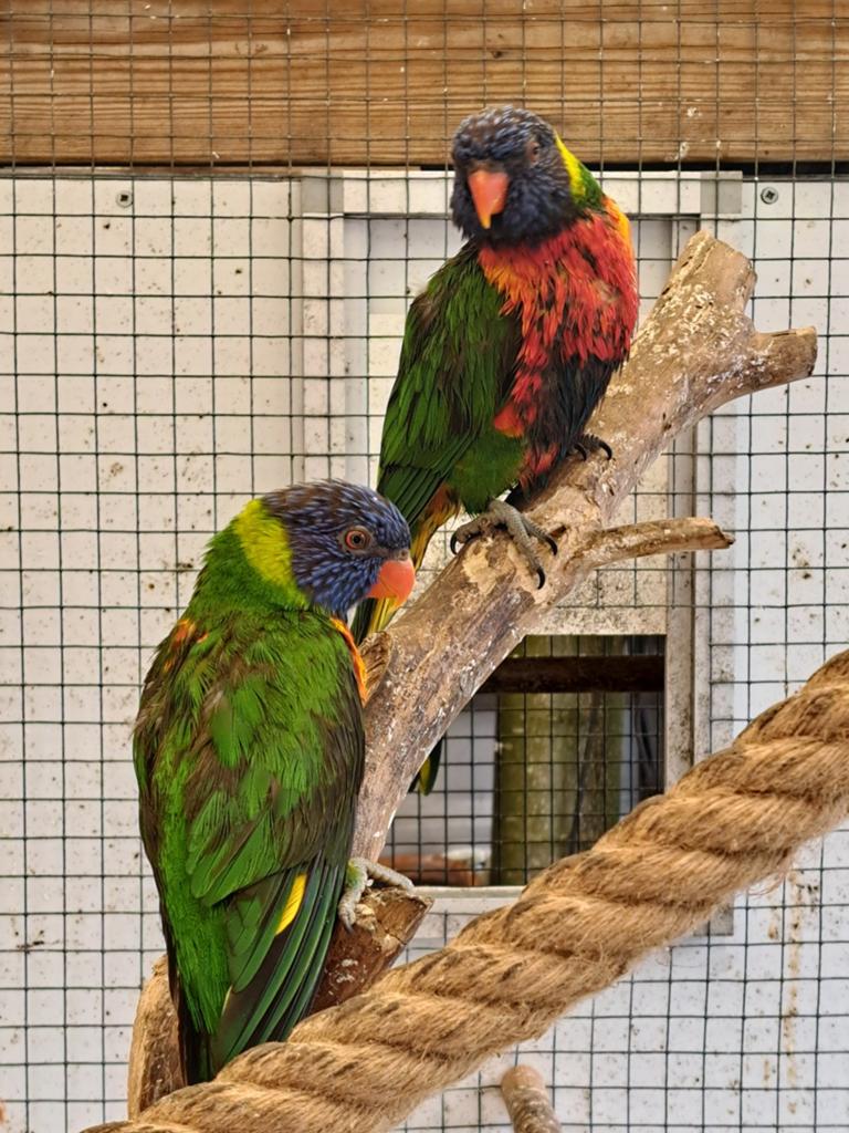Lori vd Blauwe bergen, Dieren en Toebehoren, Vogels | Parkieten en Papegaaien, Meerdere dieren, Papegaai