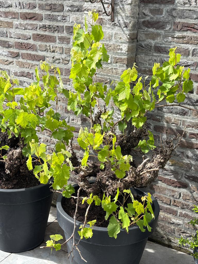 super gave zeer oude blauwe druivenbomen op zeer dikke stam, Ophalen, Minder dan 100 cm, Lente, Overige soorten