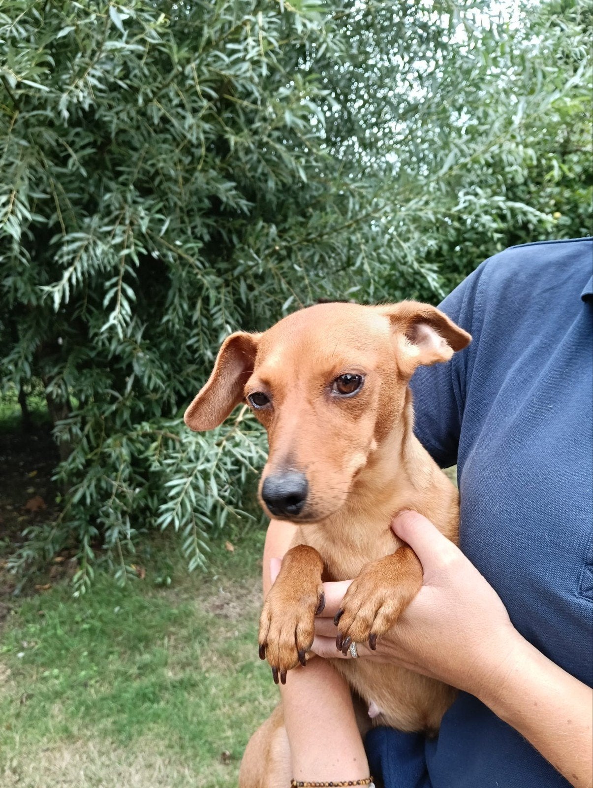 Lieve bruine dwergpinscher, Dieren en Toebehoren, Overige rassen, Teef, Eén hond, CDV (hondenziekte)