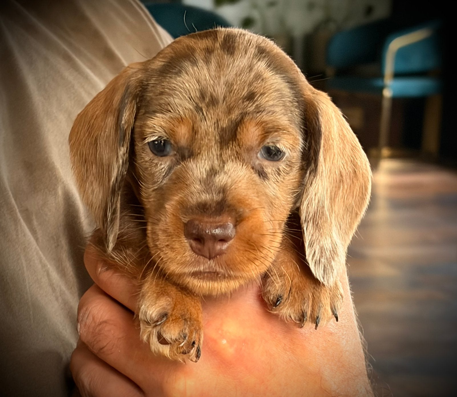 Ruwharige teckelpups dwerg x kaninchen zoeken warme mandje, 8 tot 15 weken, Dwerg, CDV (hondenziekte), Meerdere
