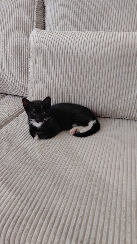 katjes, Poes, Kortharig, 0 tot 2 jaar