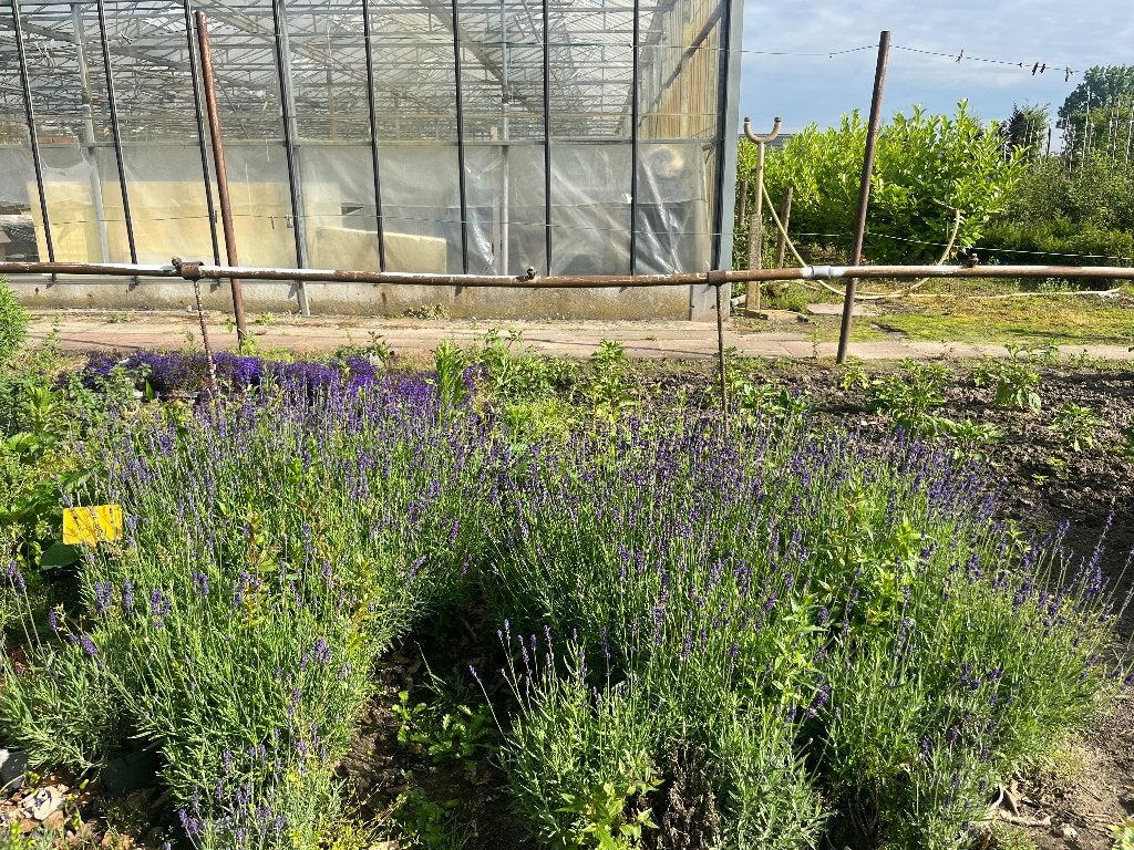 lavendel, Volle zon, Vaste plant, Zomer, Ophalen