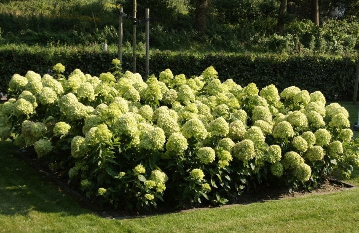 Hydrangea Little Lime - 2 ltr., Tuin en Terras, Ophalen of Verzenden, Overige soorten, Halfschaduw