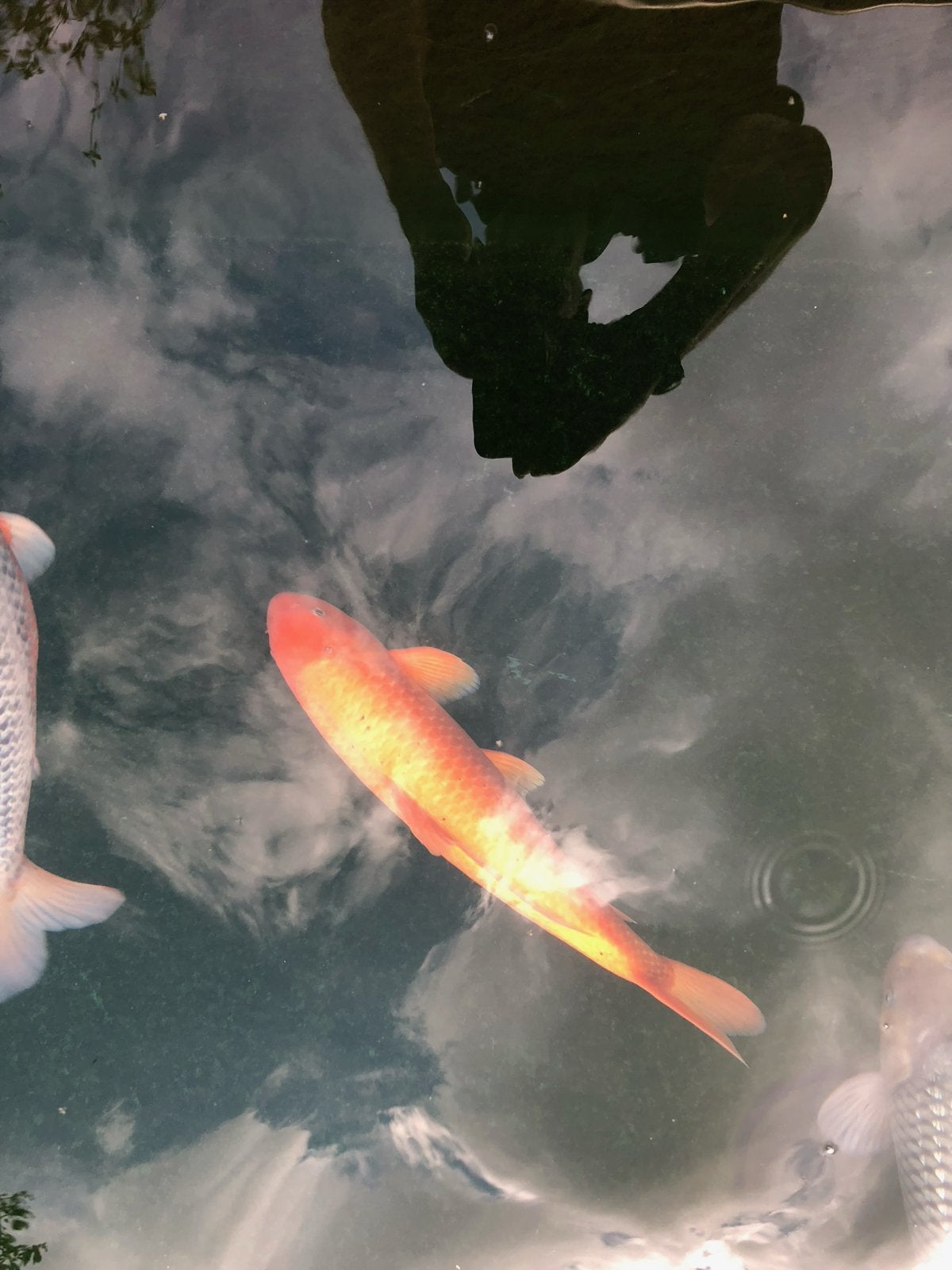 Karasigoi koi kweker Marusei 2 stuks rood en geel, Karper of Koi