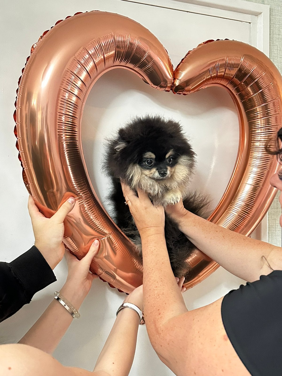 Pomeriaan pups, Dieren en Toebehoren, Particulier, Keeshond, 15 weken tot 1 jaar, Reu