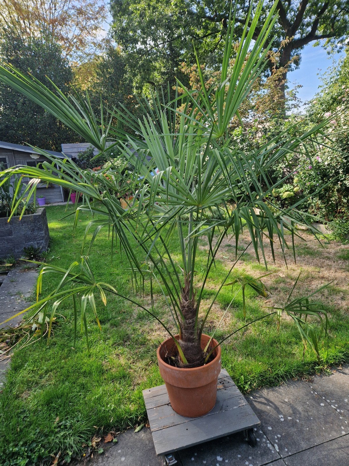 grote palm 2 meter hoog, Bloeit niet, 100 tot 250 cm, Palmboom, Ophalen