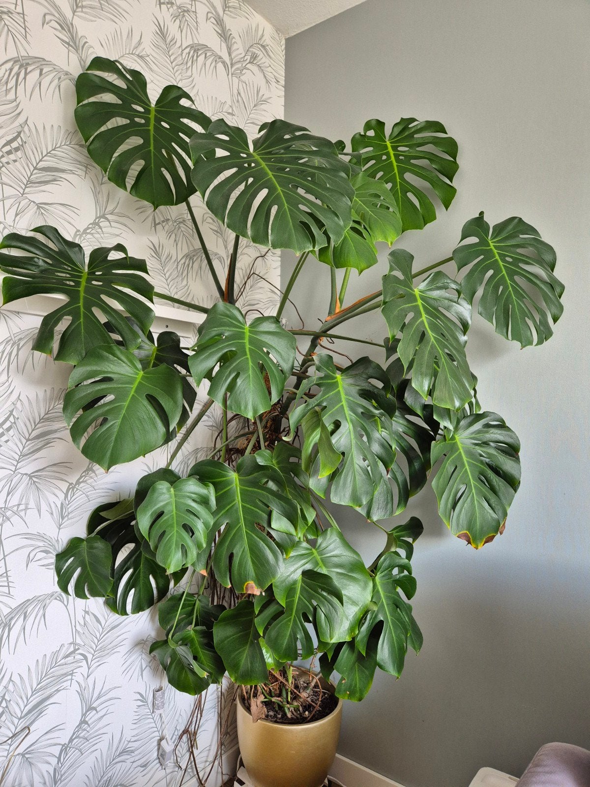 Grote Monstera Deliciosa - Kamerplant, Ophalen, 200 cm of meer, Overige soorten, Halfschaduw