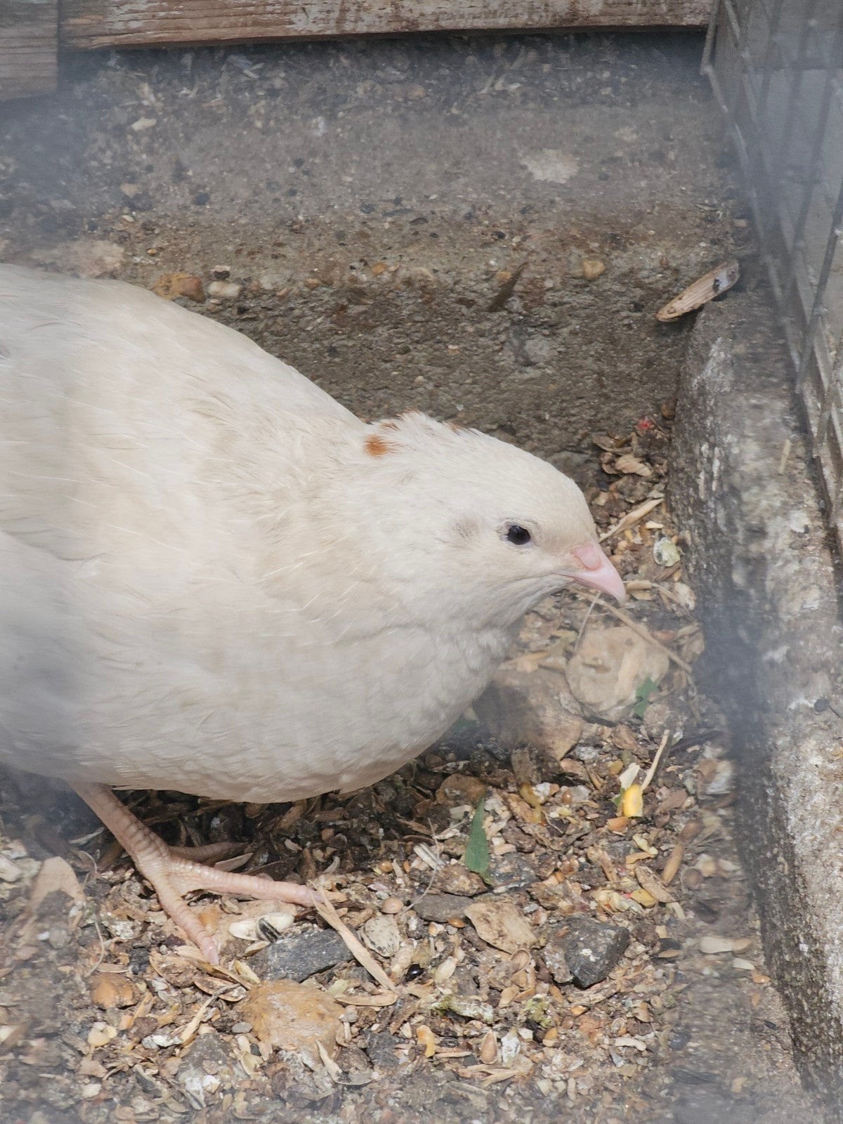 Japanse kwartels (diverse kleuren) natuurbroed, Dieren en Toebehoren, Pluimvee, Meerdere dieren, Overige soorten