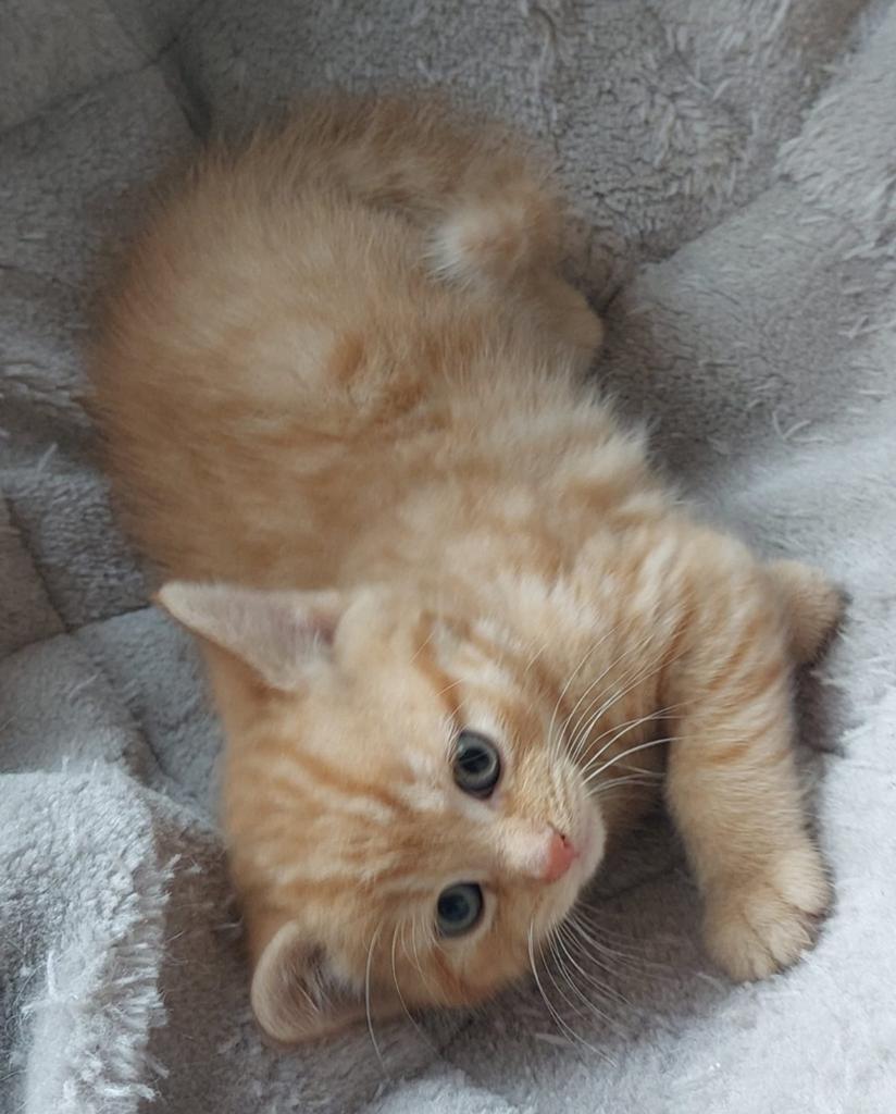 4 Britse Korthaar kruising kittens, Dieren en Toebehoren, Katten en Kittens | Overige Katten, Poes