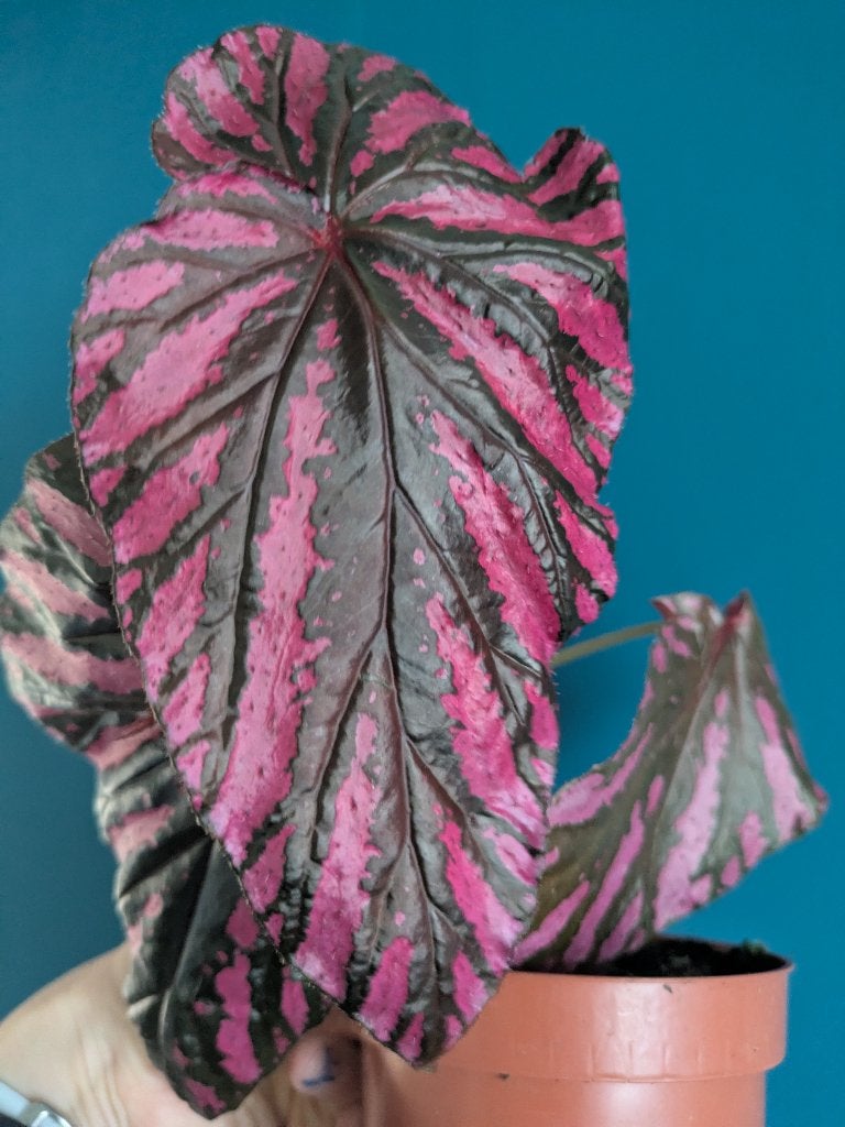 Begonia Brevirimosa stekje, Ophalen of Verzenden, Halfschaduw, Minder dan 100 cm