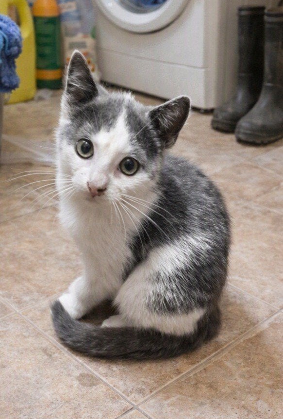 Lieve poesjes Snippie en Snappie ♡, Poes