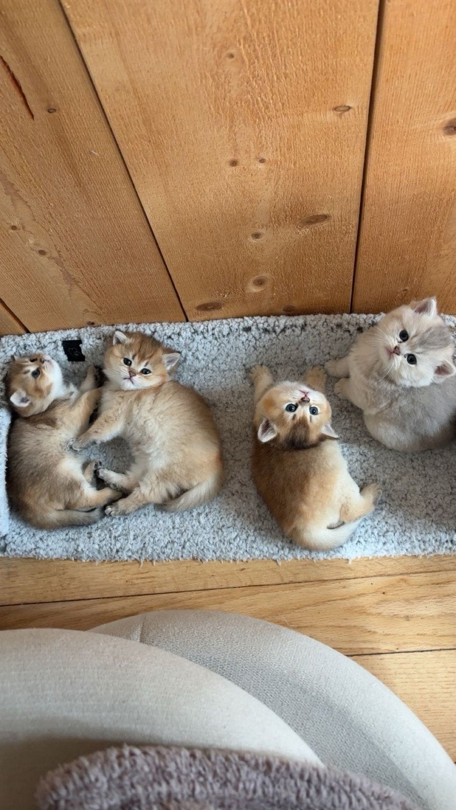 Britse korthaar poesjes, Dieren en Toebehoren