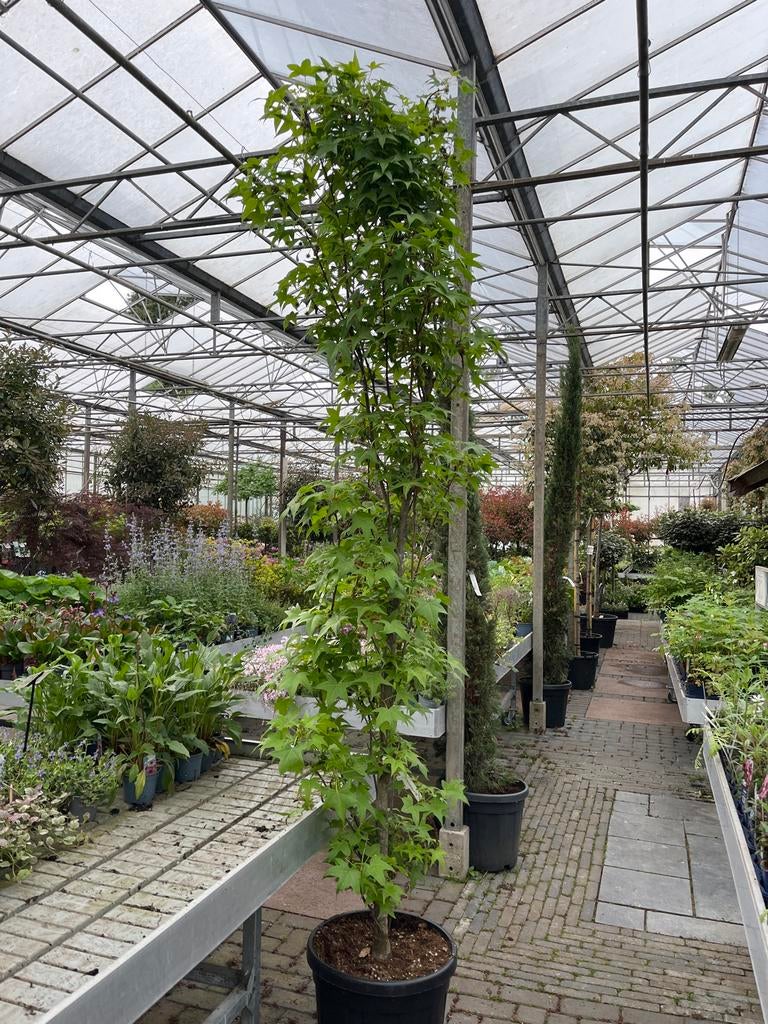Liquidambar Styraciflua - Slanke Amberboom €145, Tuin en Terras, Planten | Bomen, Ophalen of Verzenden, Lente, 250 tot 400 cm