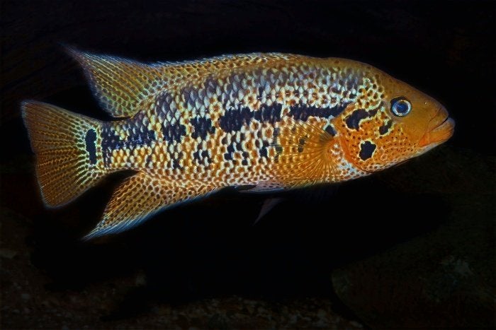 Midden Amerikaanse Cichliden: Parachromis motaguensis, Vis, Zoetwatervis
