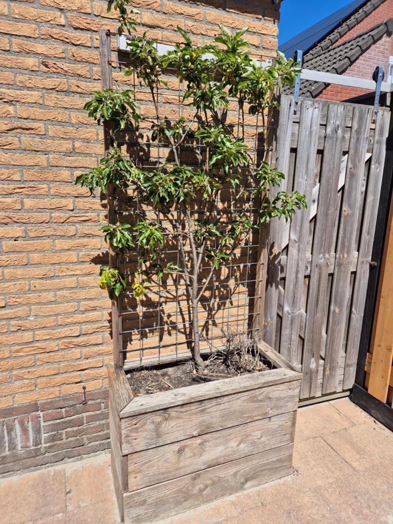 Appelboom in plantenbak, Tuin en Terras, Ophalen, Lente, Volle zon, In pot