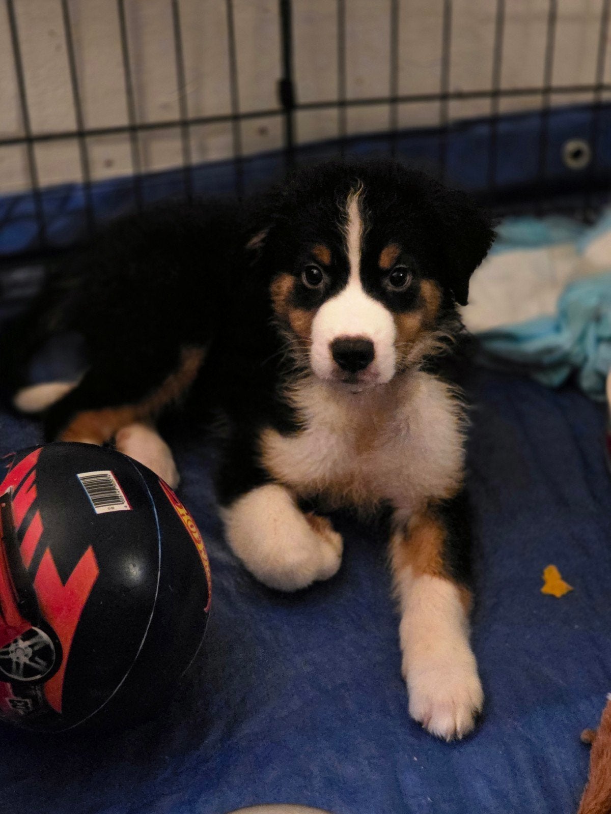 Australian shepherd x bernersennen  pups, Dieren en Toebehoren, Reu, 8 tot 15 weken, Parvo, Meerdere