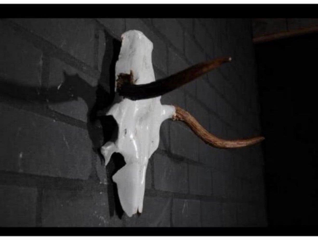 Eland Schedel Large Northern Elk Moose skull - Alces alces, Ophalen of Verzenden, Zo goed als nieuw, Schedel