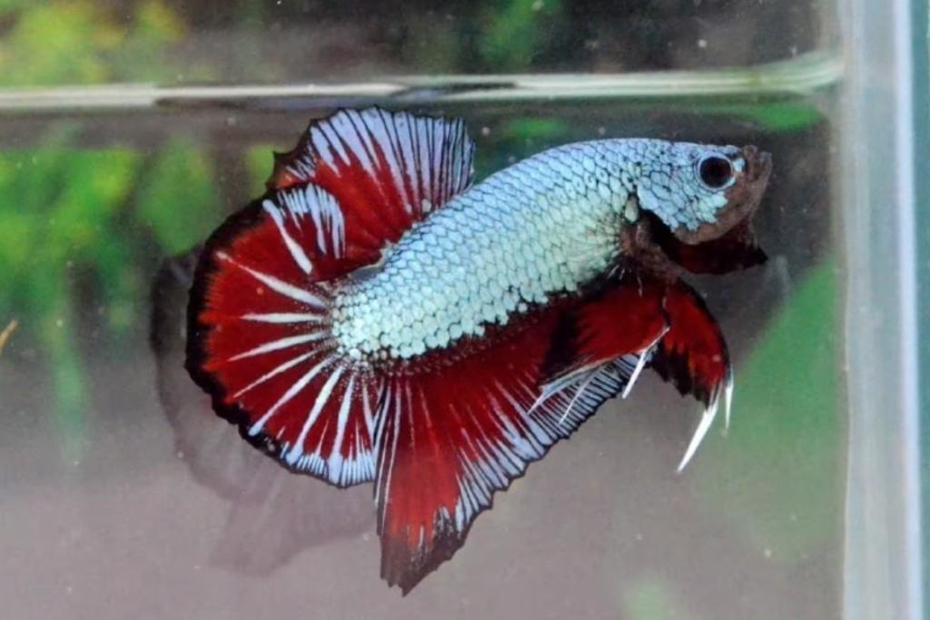 betta sp. plakat dragon male XL, Vis