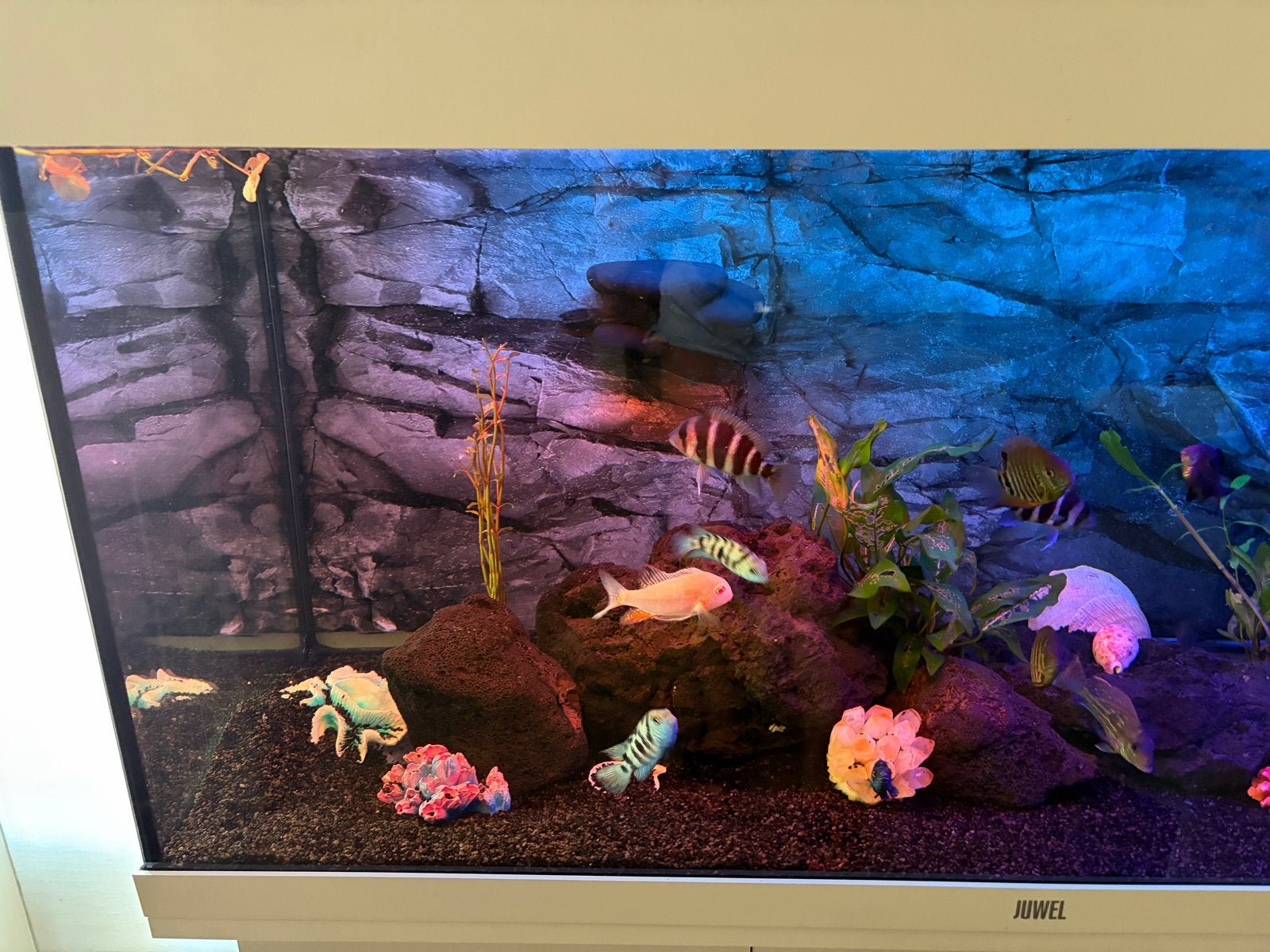 Aquarium te koop van 180 l afmeting 1,01 m, Dieren en Toebehoren, Ophalen, Inclusief vissen, Juwel, Gevuld zoetwateraquarium