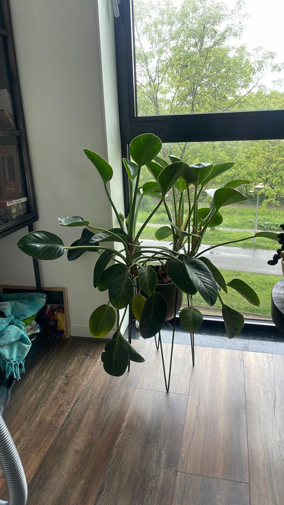 Philodendron Green Princess, Ophalen, Halfschaduw, Minder dan 100 cm