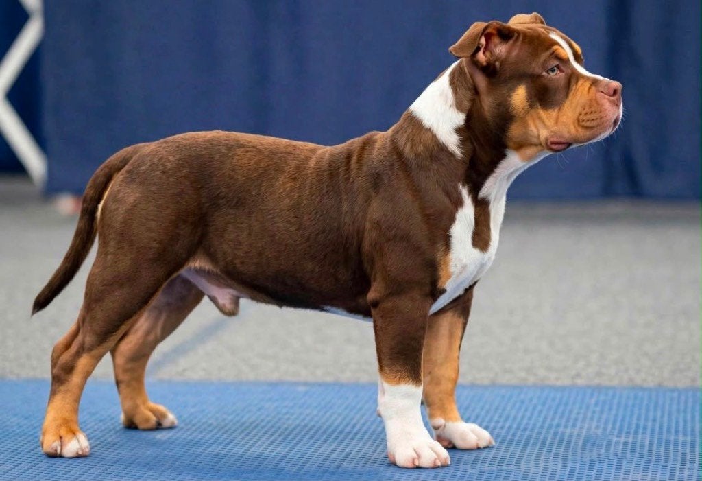 American bully, Dieren en Toebehoren, België, Particulier, 15 weken tot 1 jaar, Overige rassen