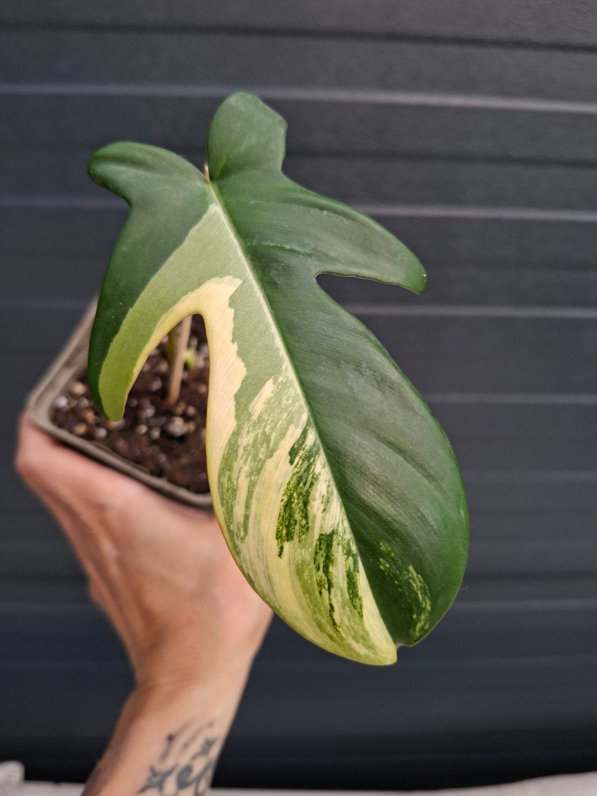 Philodendron Florida beauty stekje, Huis en Inrichting, Kamerplanten, Ophalen