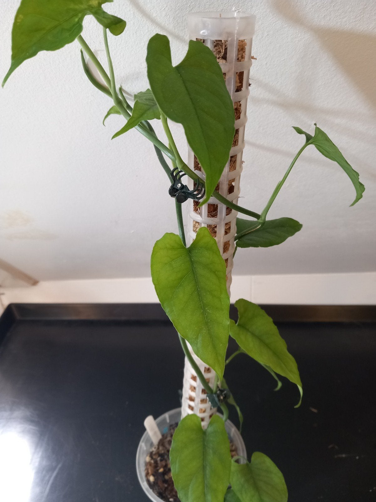 Monstera Membranacea Madison, Ophalen of Verzenden, Halfschaduw, Minder dan 100 cm
