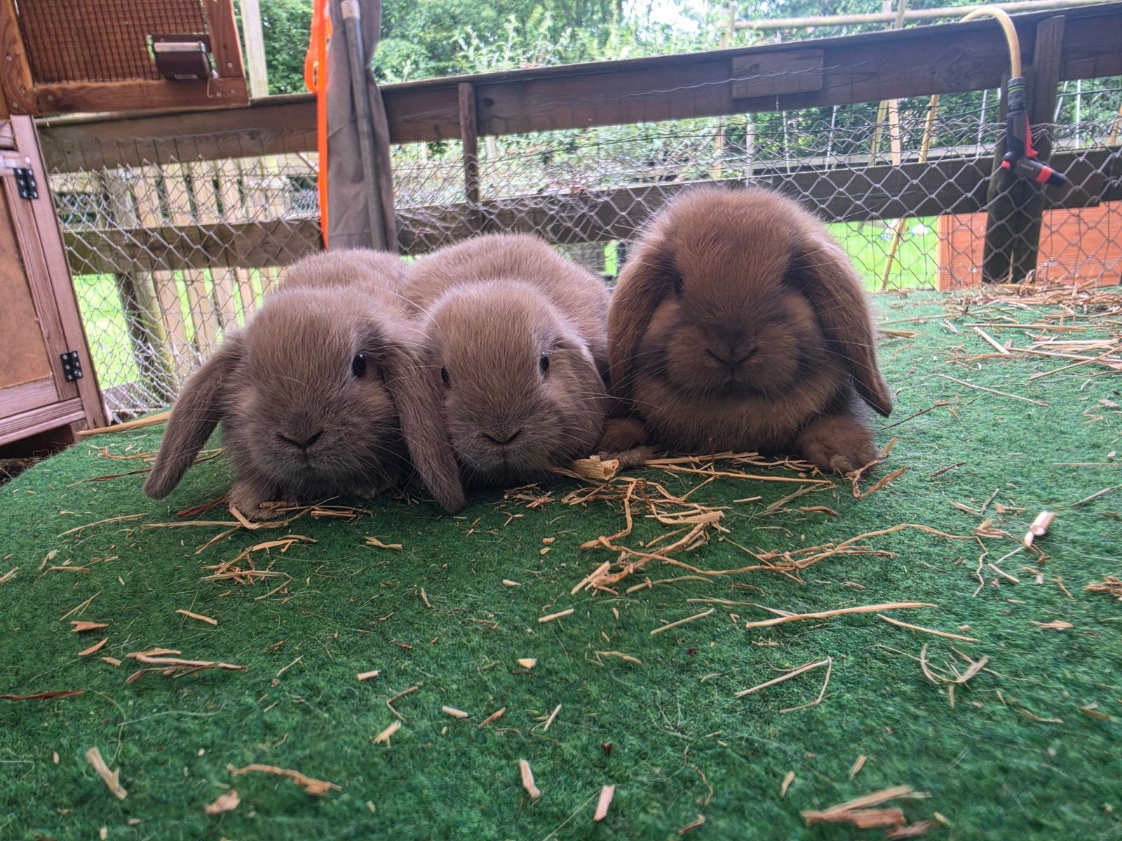 Koppeltje konijntjes nederlands hangoordwergen  nhd, Dieren en Toebehoren, Konijnen, Meerdere dieren, Dwerg