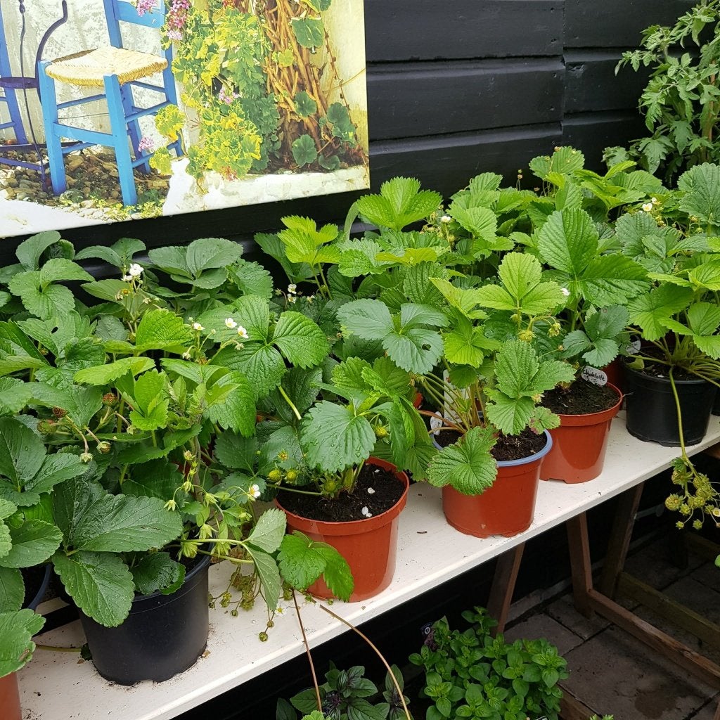Grote aardbeien planten in pot te koop voor het goede doel, Ophalen, Volle zon, Vaste plant, Zomer