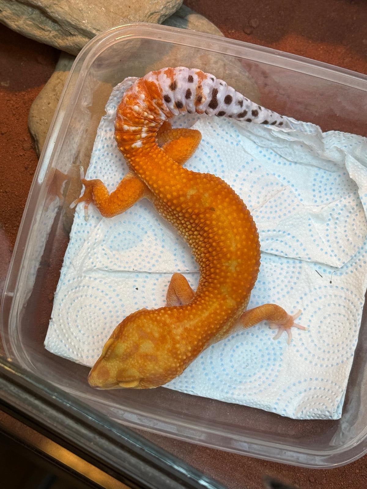 Luipaardgekko pure tangerine female Leopard Gecko - female for sale from Kick