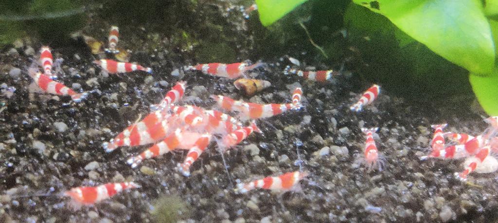 crystal red garnalen, Kreeft, Krab of Garnaal, Zoetwatervis, Schoolvis
