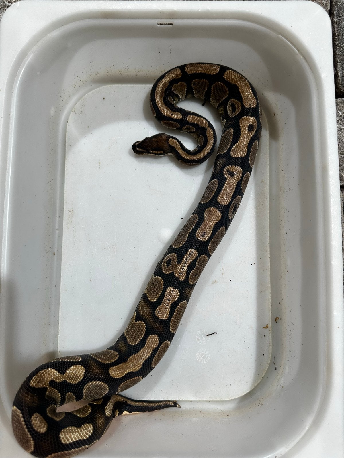 Python regius - Koningspython Ball Python photo 2