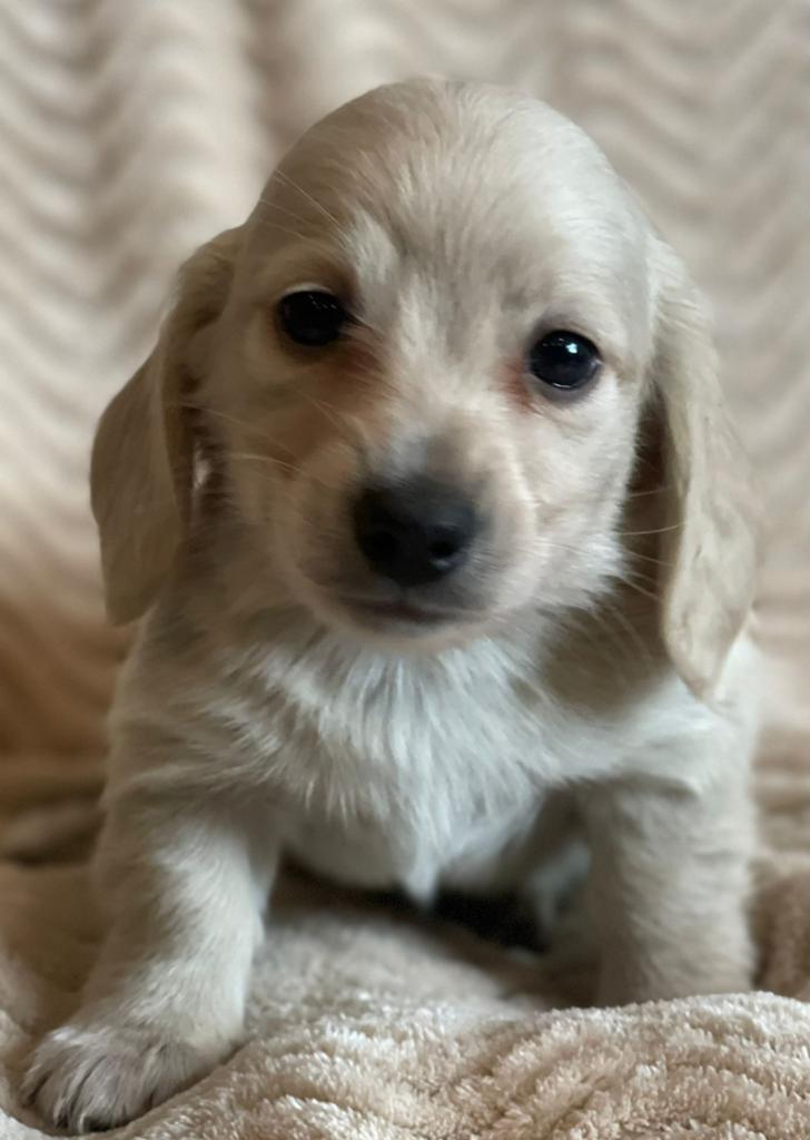 Mooi creme teckel reutje, Dieren en Toebehoren, Kaninchen, Reu, Langhaar, Eén hond