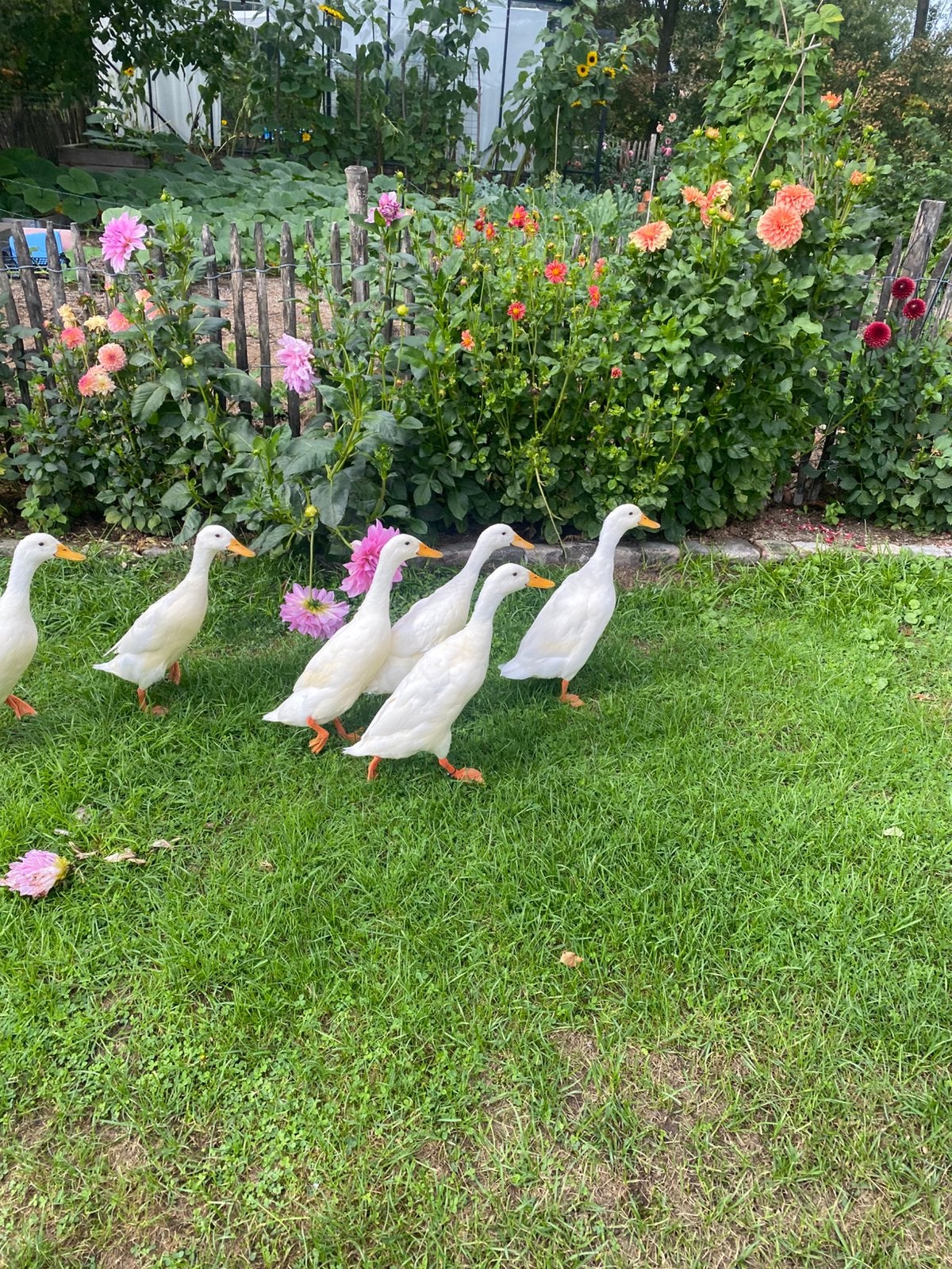 Loopeenden (vrouwtjes), Vrouwelijk, Eend