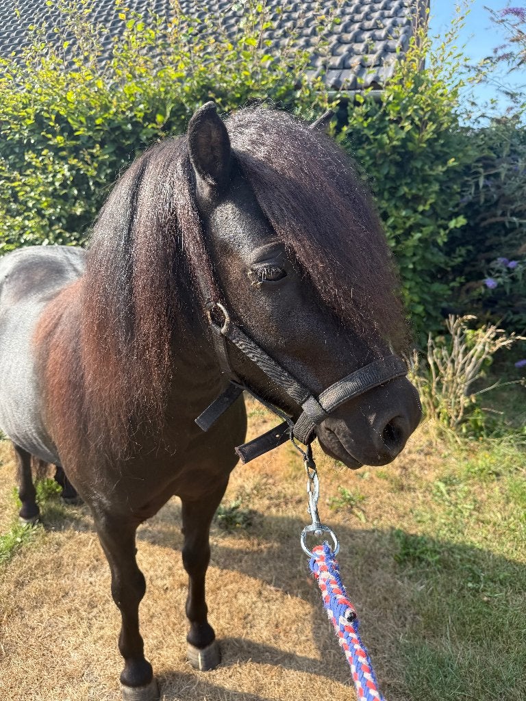 Goed huisje gezocht voor lief minipaard ruin, black beauty❤️, Dieren en Toebehoren, Pony's, Met stamboom, Ruin, A pony (tot 1.17m)