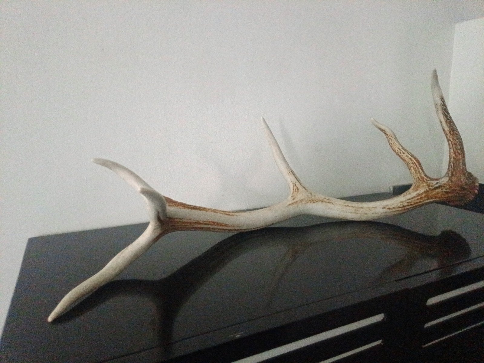 Groot hertengewei - Decoratief item, Ophalen, Gebruikt