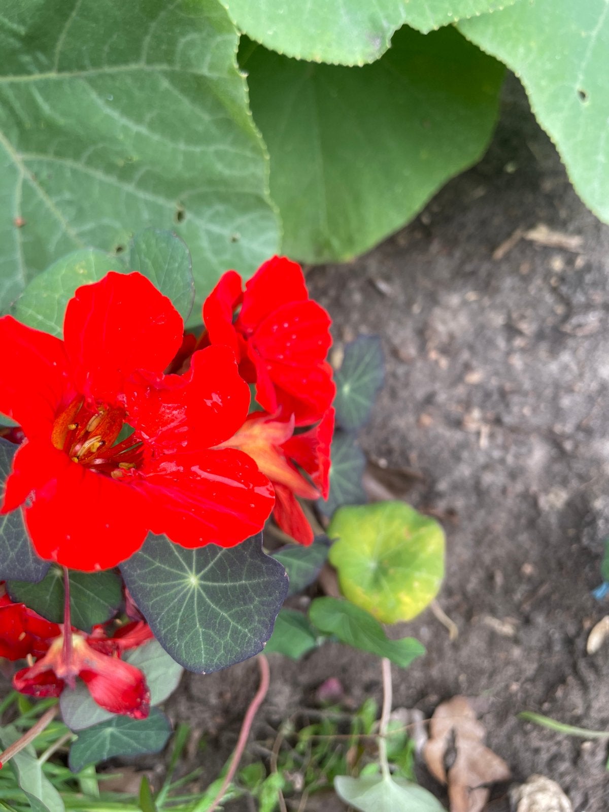 Eetbare Oost-Indische Kers Bloemen - Vers en Kleurrijk, Ophalen, Volle zon, Eenjarig, Kruiden