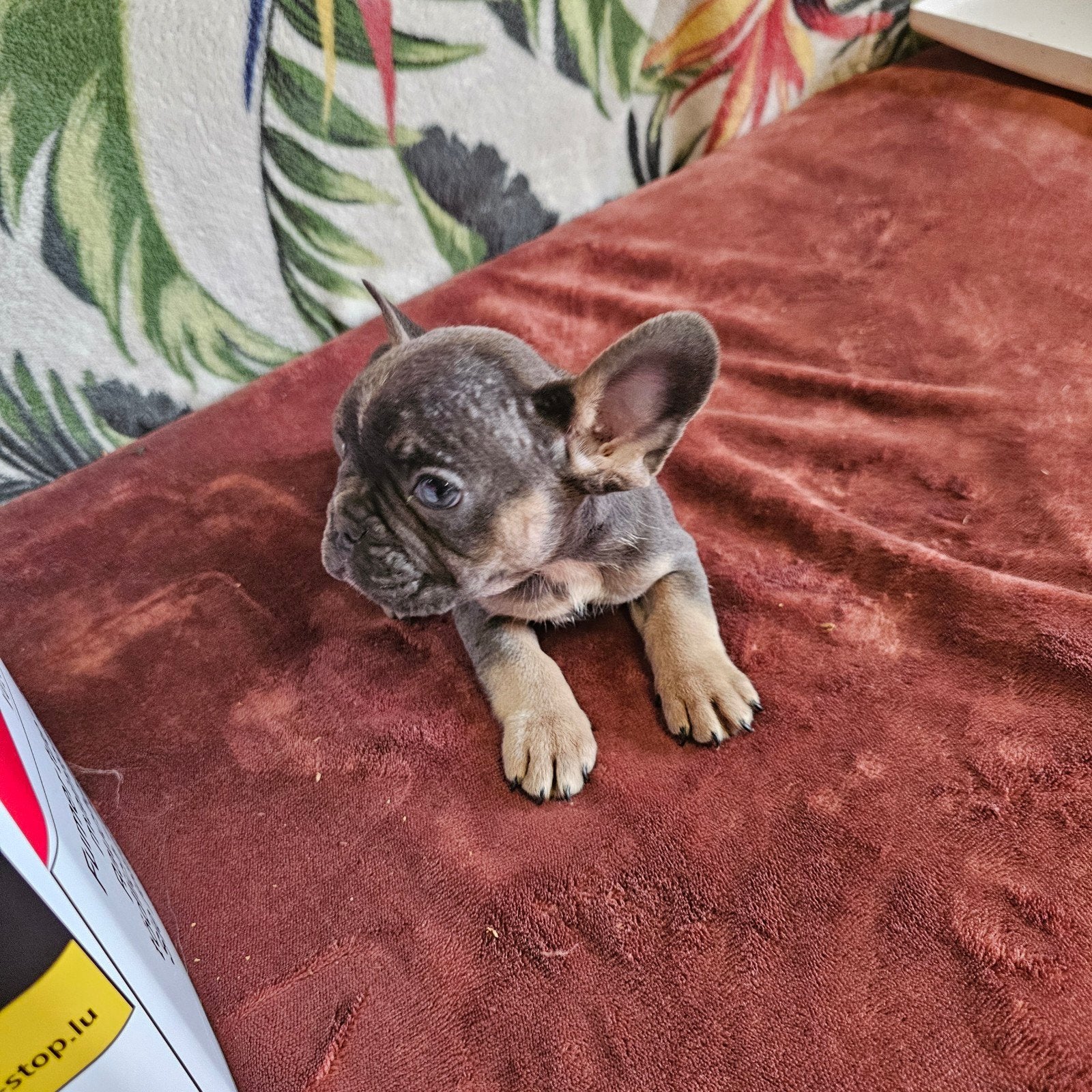 Prachtige Franse Bulldog pups met stamboom, Dieren en Toebehoren, Parvo, België, Particulier, 8 tot 15 weken