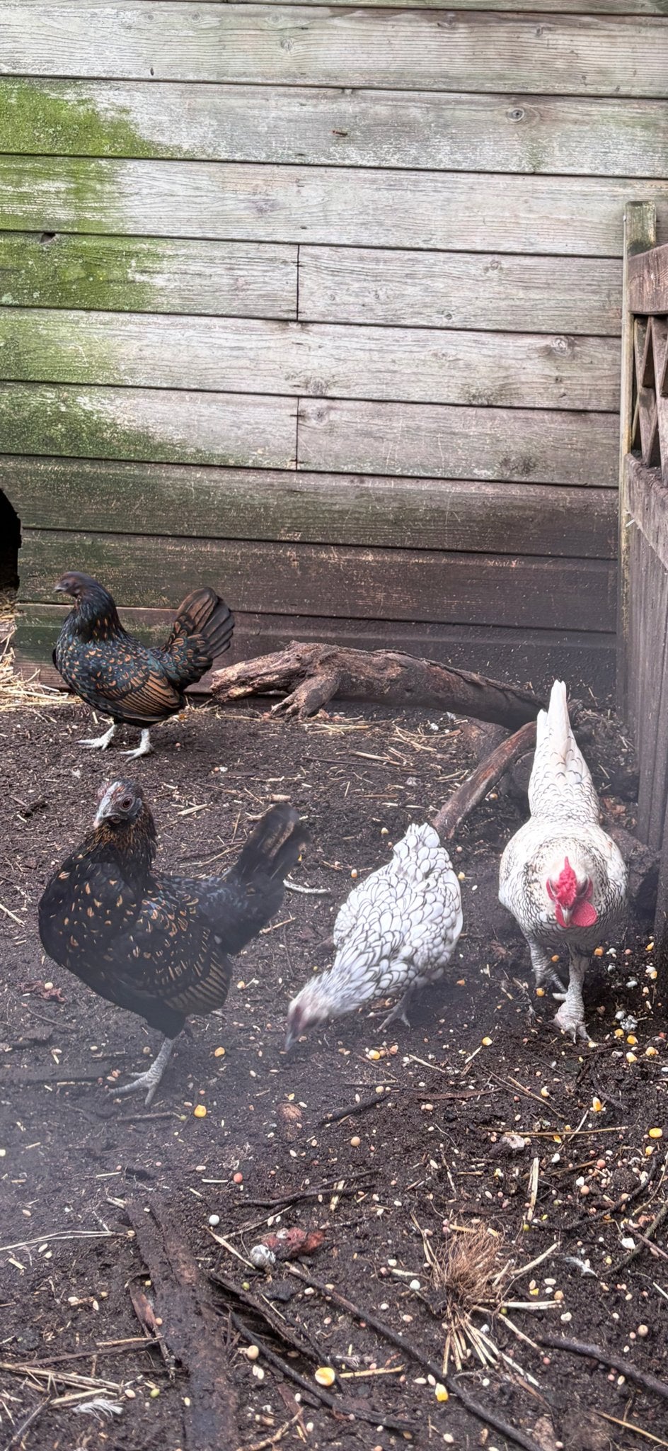 Sebrights te koop, Dieren en Toebehoren