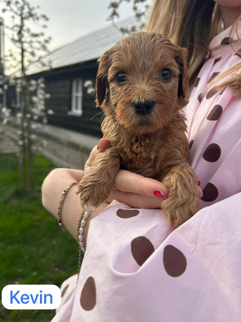 4 schattige bruine Labra Doodle x Australian Labra Doodle, Dieren en Toebehoren, 8 tot 15 weken, Parvo, Meerdere, Meerdere dieren
