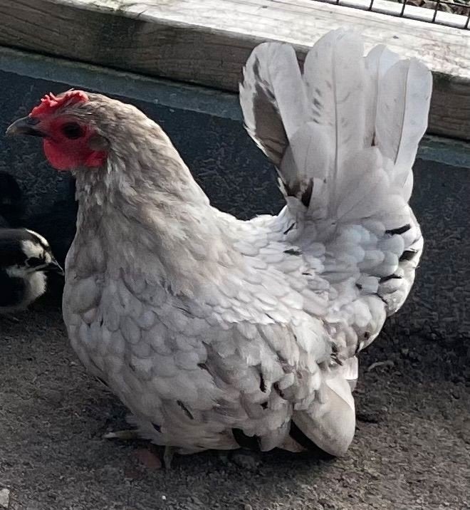 chabo hennetjes, Vrouwelijk, Kip