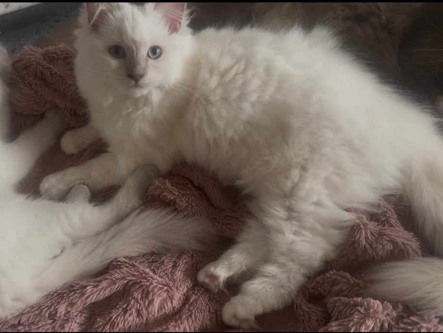Lief ragdoll kitten poesje met stamboom mag verhuizen, Poes, Met stamboom, 0 tot 2 jaar