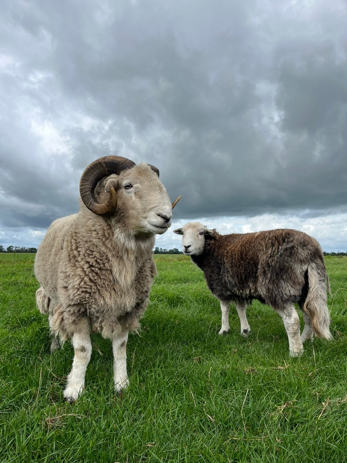 Herdwick ram | overjarig | vanaf eind nov., Mannelijk, Schaap