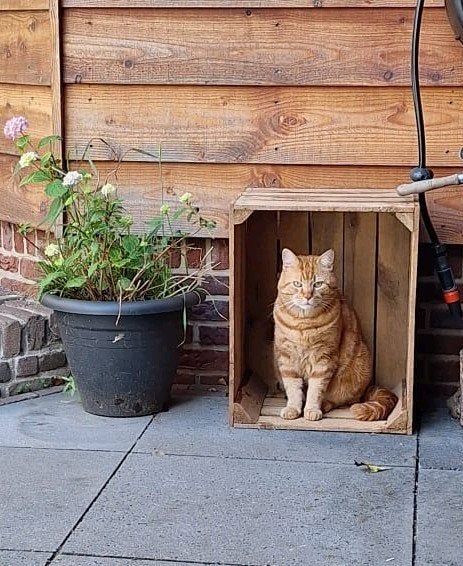 Liefdevol thuis gezocht, Dieren en Toebehoren, Katten en Kittens | Overige Katten, Kater