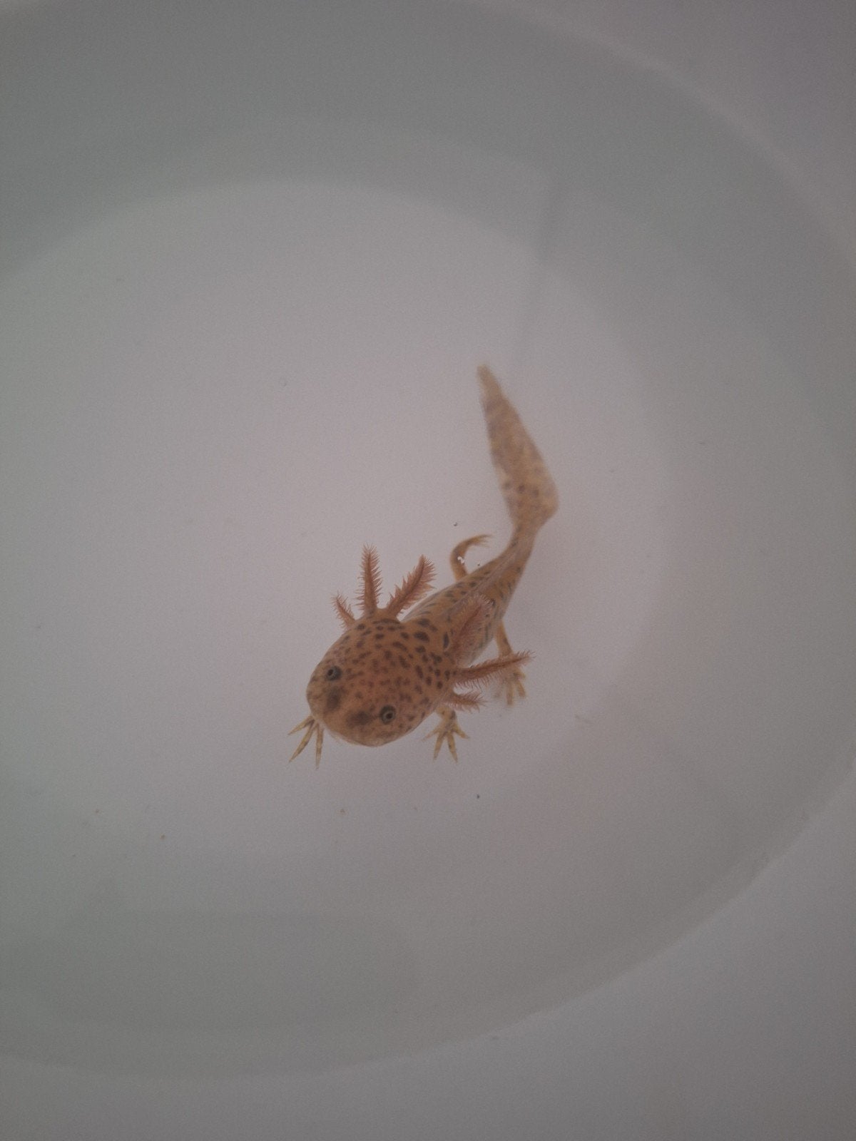 Koper kleurige baby axolotls, Amfibie, 0 tot 2 jaar