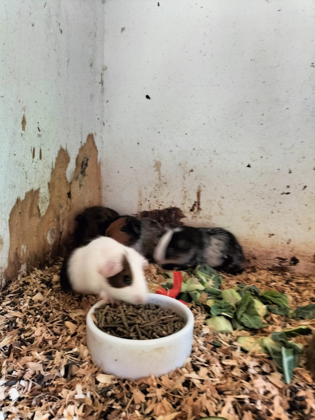 Cavia beertjes, Cavia, Mannelijk, Mei, Tam