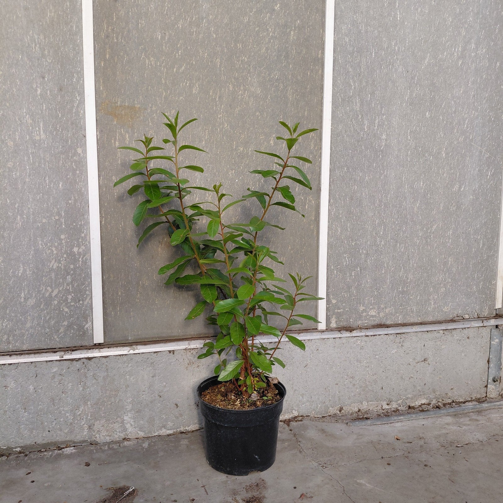 Arbutus unedo - Aardbeienboom als struik - 50 cm hoog, Ophalen of Verzenden, Overige soorten, Volle zon