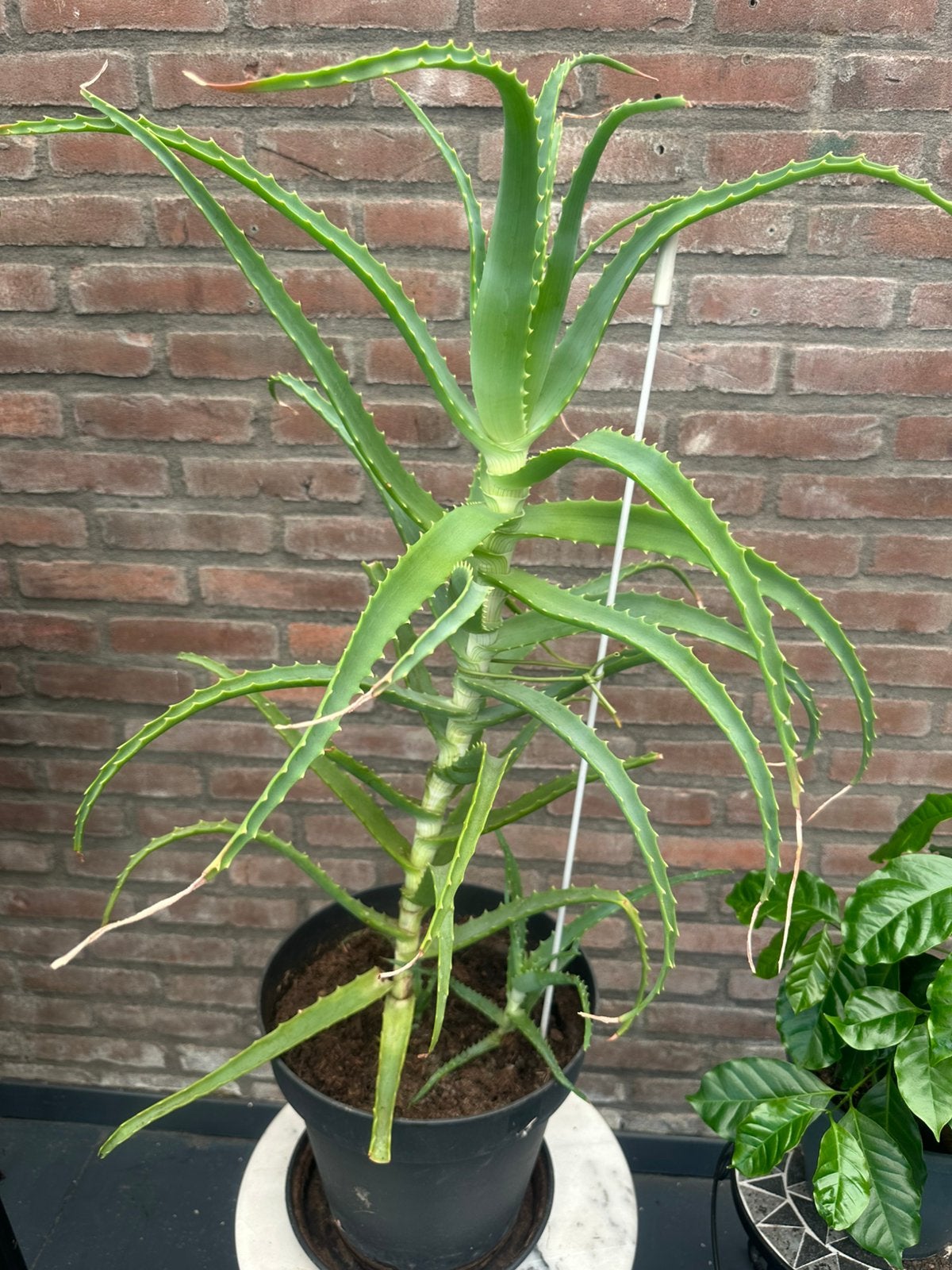 Aloe, Huis en Inrichting, Kamerplanten, Ophalen, Halfschaduw, Minder dan 100 cm